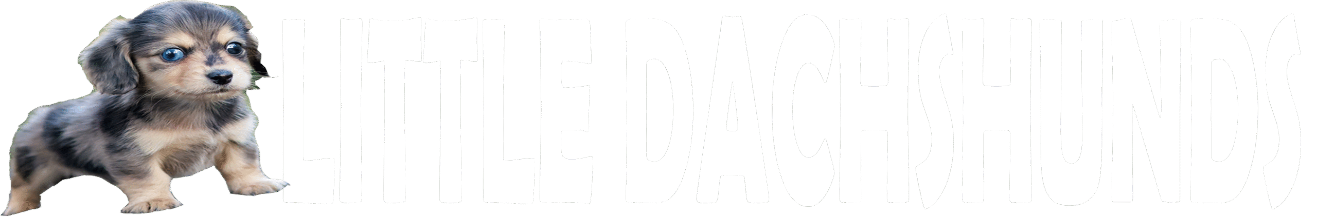 littledachshunds.com